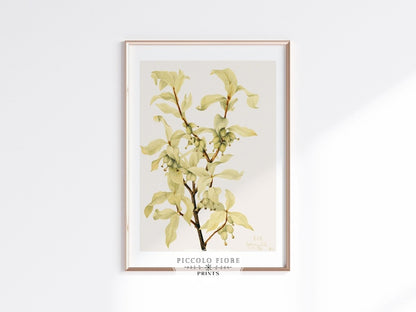 Silverberry Illustration | P350 - Single Art Prints - Piccolo Fiore Prints