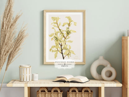 Silverberry Illustration | P350 - Single Art Prints - Piccolo Fiore Prints