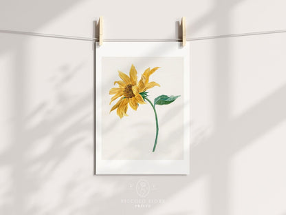 Single Sunflower | P368 - Single Art Prints - Piccolo Fiore Prints