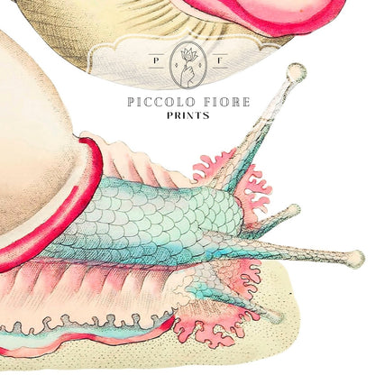 Snail Illustration | P56 - Single Art Prints - Piccolo Fiore Prints