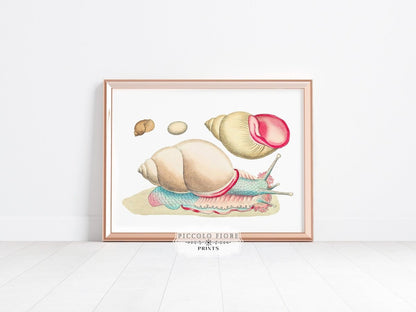 Snail Illustration | P56 - Single Art Prints - Piccolo Fiore Prints
