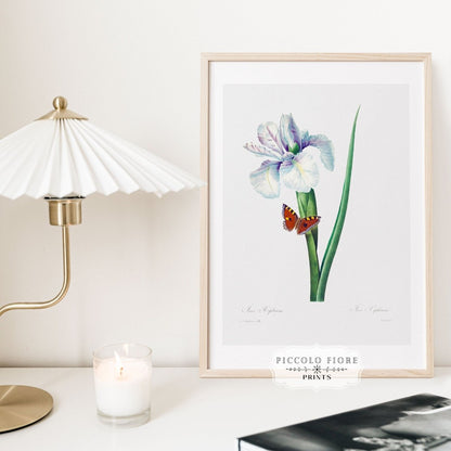 Spanish Iris and Butterfly Illustration | P556 - Single Art Prints - Piccolo Fiore Prints