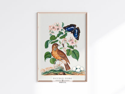 Spotted Flycatcher and Butterfly Illustration | P206 - Single Art Prints - Piccolo Fiore Prints