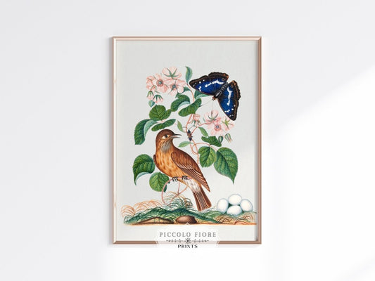 Spotted Flycatcher and Butterfly Illustration | P206 - Single Art Prints - Piccolo Fiore Prints