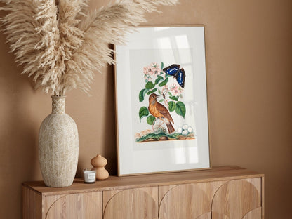 Spotted Flycatcher and Butterfly Illustration | P206 - Single Art Prints - Piccolo Fiore Prints