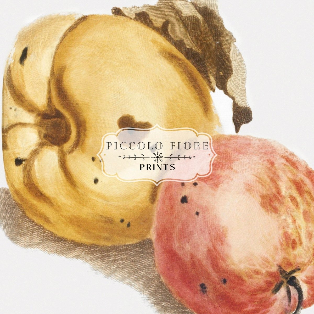 Still Life of a Quince and Two Apples | P35 - Single Art Prints - Piccolo Fiore Prints