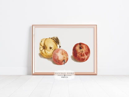 Still Life of a Quince and Two Apples | P35 - Single Art Prints - Piccolo Fiore Prints