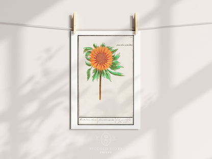 Sunflower Illustration | P364 - Single Art Prints - Piccolo Fiore Prints