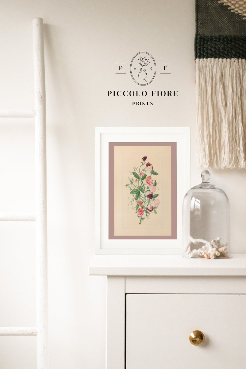 Sweet Peas | P472 - Single Art Prints - Piccolo Fiore Prints