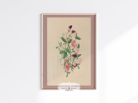 Sweet Peas | P472 - Single Art Prints - Piccolo Fiore Prints