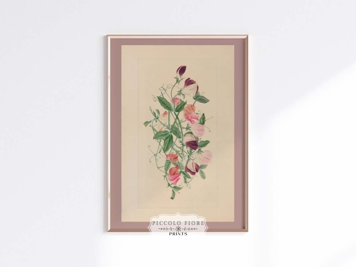 Sweet Peas | P472 - Single Art Prints - Piccolo Fiore Prints