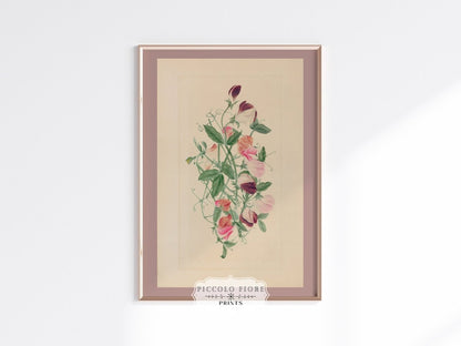 Sweet Peas | P472 - Single Art Prints - Piccolo Fiore Prints