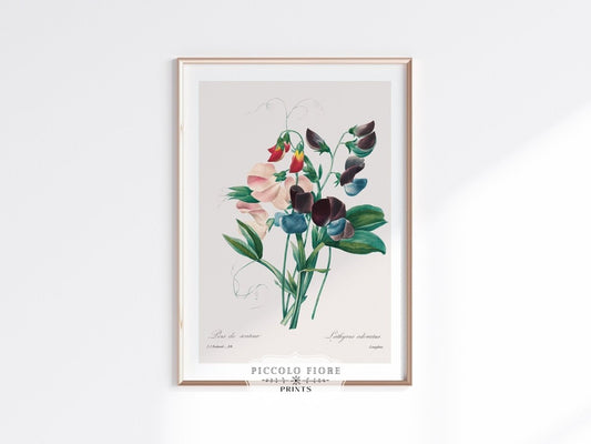 Sweet Peas | P494 - Single Art Prints - Piccolo Fiore Prints