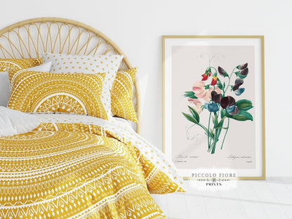 Sweet Peas | P494 - Single Art Prints - Piccolo Fiore Prints