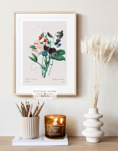 Sweet Peas | P494 - Single Art Prints - Piccolo Fiore Prints