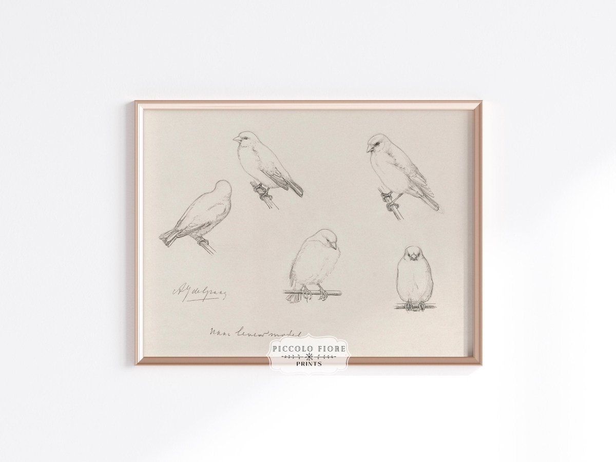 The Canaries Sketch | P151 - Single Art Prints - Piccolo Fiore Prints