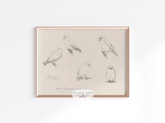 The Canaries Sketch | P151 - Single Art Prints - Piccolo Fiore Prints