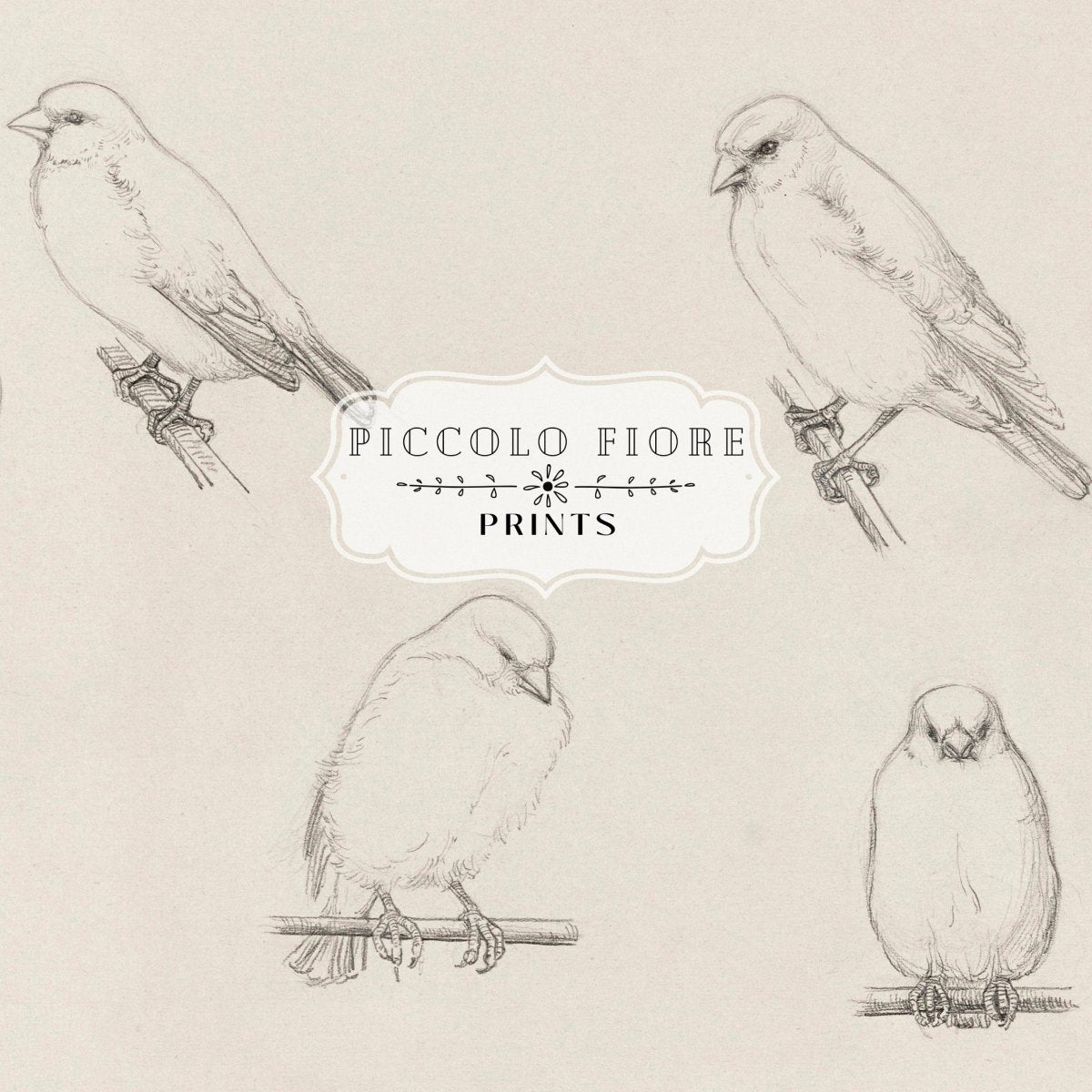 The Canaries Sketch | P151 - Single Art Prints - Piccolo Fiore Prints