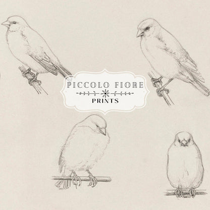 The Canaries Sketch | P151 - Single Art Prints - Piccolo Fiore Prints