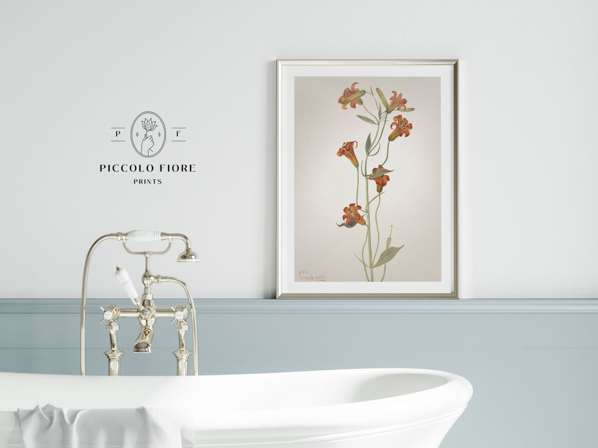 Tiger Lily (Lilium Parvum) Illustration | P372 - Single Art Prints - Piccolo Fiore Prints