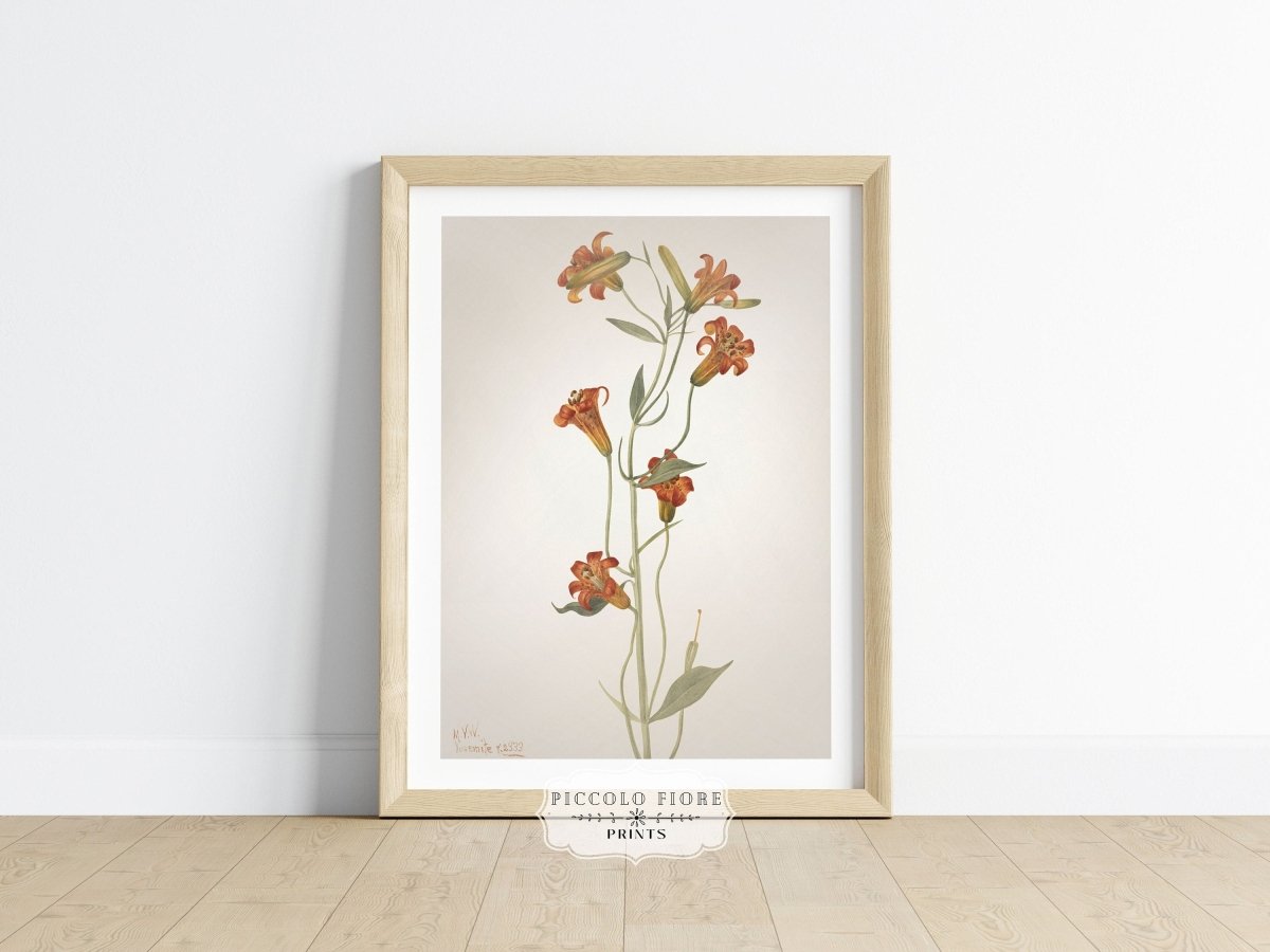Tiger Lily (Lilium Parvum) Illustration | P372 - Single Art Prints - Piccolo Fiore Prints