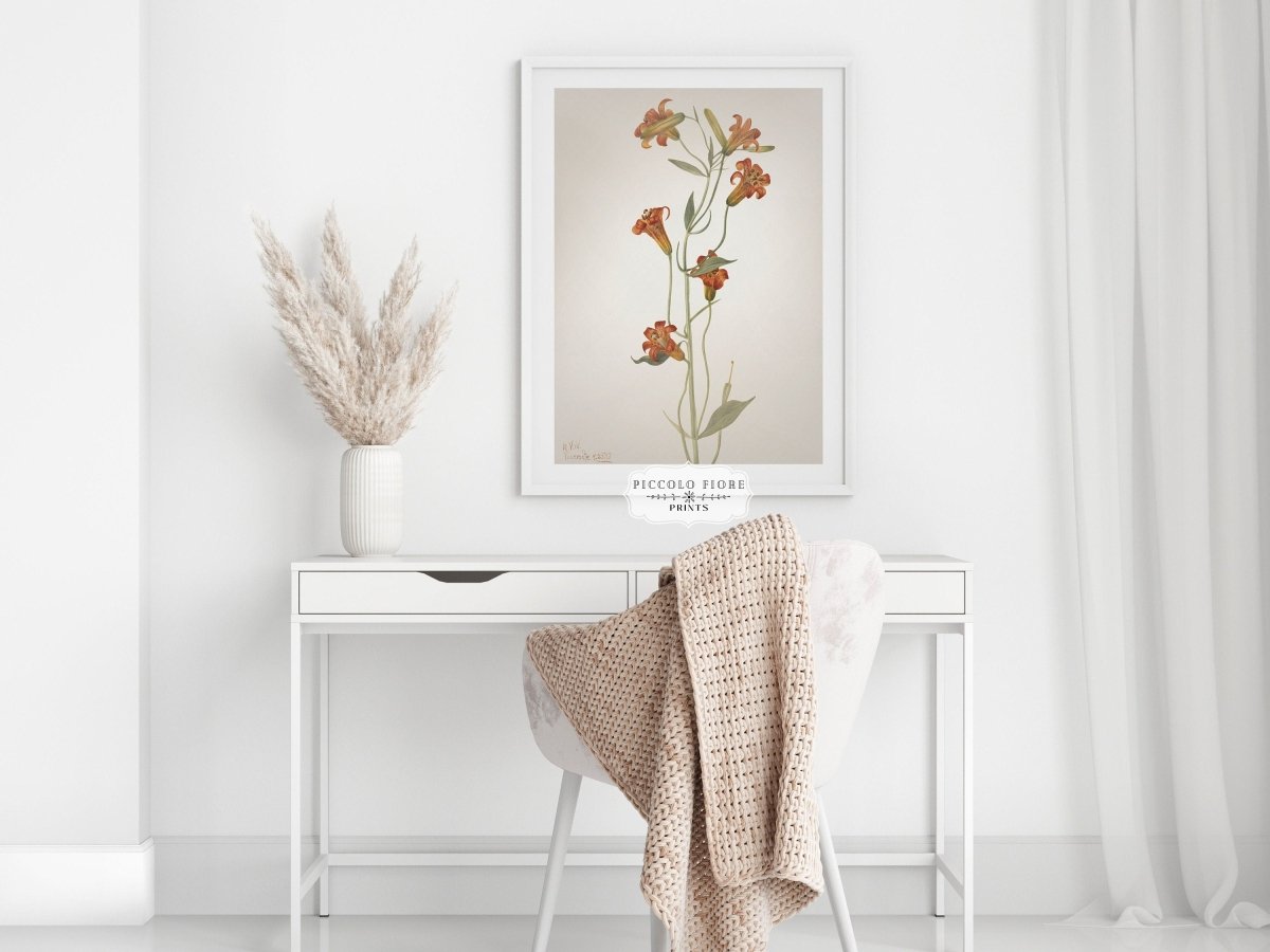 Tiger Lily (Lilium Parvum) Illustration | P372 - Single Art Prints - Piccolo Fiore Prints