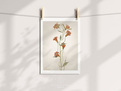 Tiger Lily (Lilium Parvum) Illustration | P372 - Single Art Prints - Piccolo Fiore Prints