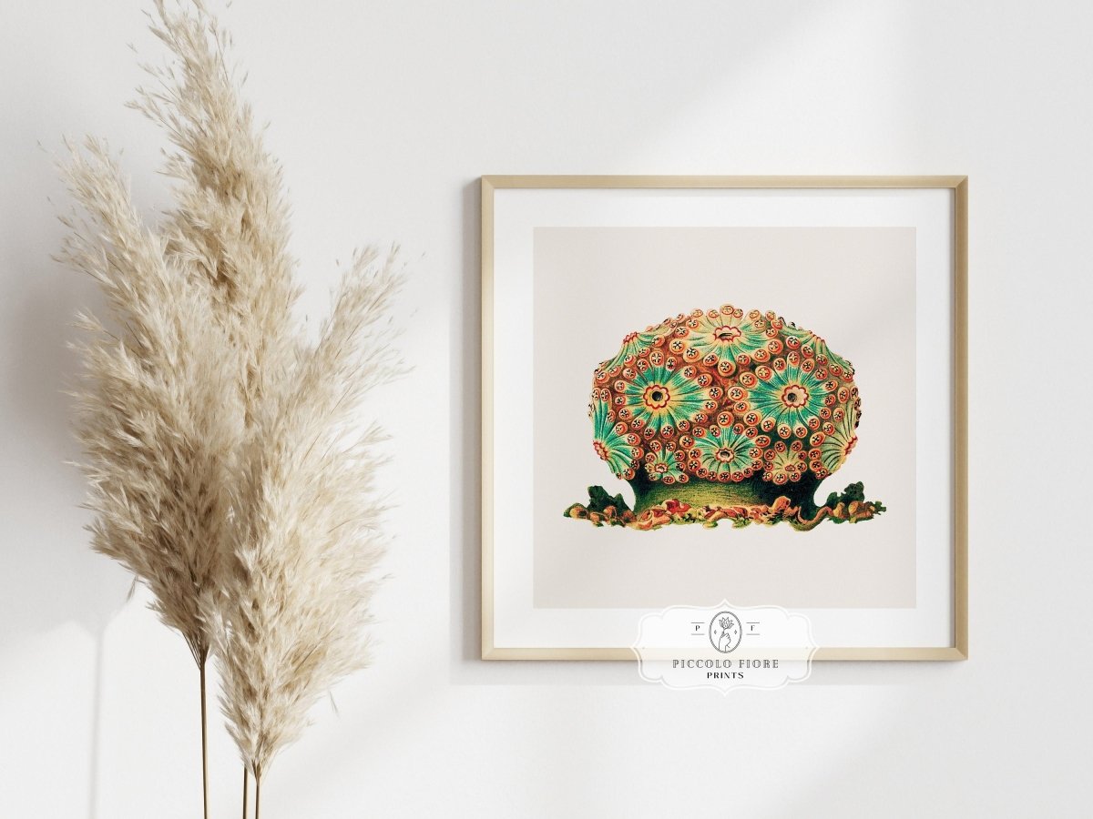 Tunicate II | P308 - Single Square Art Prints - Piccolo Fiore Prints