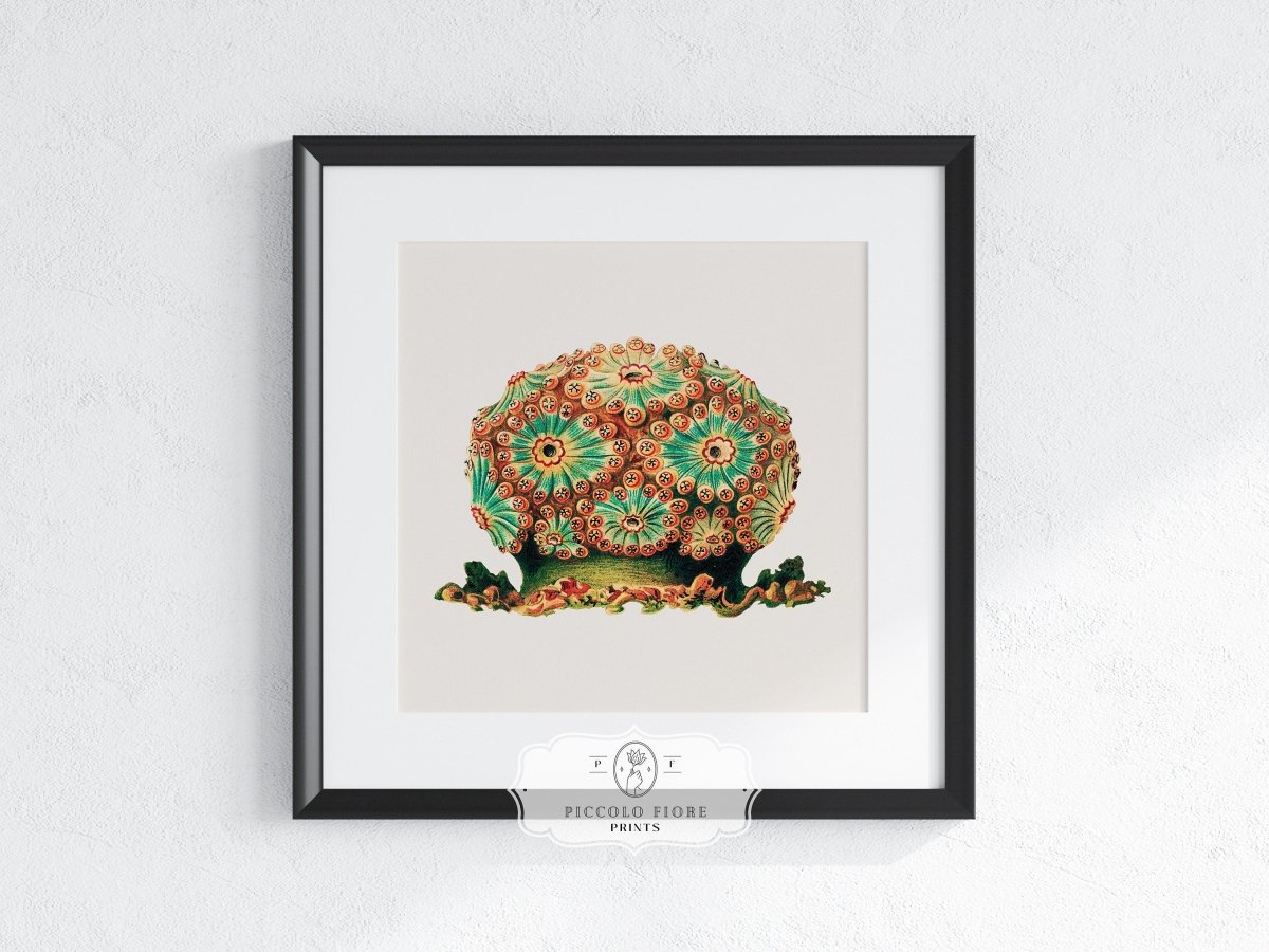 Tunicate II | P308 - Single Square Art Prints - Piccolo Fiore Prints