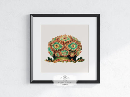 Tunicate II | P308 - Single Square Art Prints - Piccolo Fiore Prints