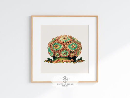 Tunicate II | P308 - Single Square Art Prints - Piccolo Fiore Prints