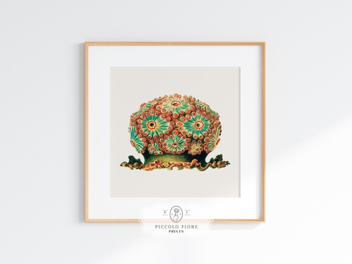 Tunicate II | P308 - Single Square Art Prints - Piccolo Fiore Prints