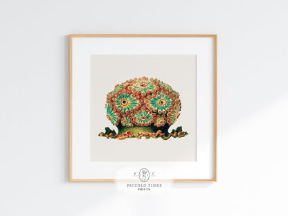 Tunicate II | P308 - Single Square Art Prints - Piccolo Fiore Prints