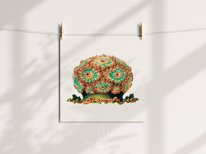 Tunicate II | P308 - Single Square Art Prints - Piccolo Fiore Prints