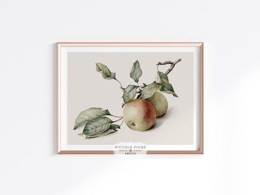 Two Apples on a Branch | P401 - Single Art Prints - Piccolo Fiore Prints