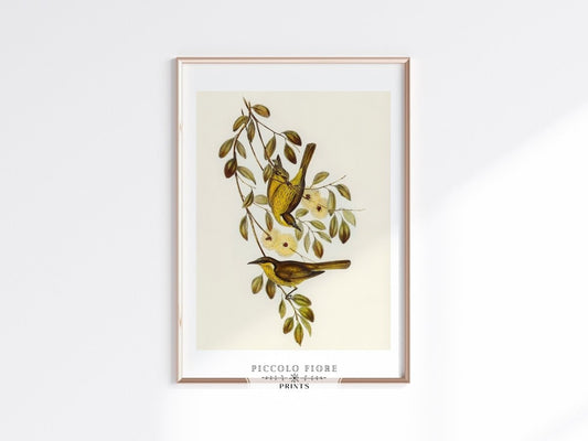 Varied Honey - eater Illustration | P141 - Single Art Prints - Piccolo Fiore Prints
