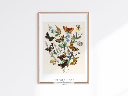 Vintage Butterfly and Caterpillar Art Print | Botanical Wall Art | Flowers and Butterflies Illustration | Instant DIGITAL DOWNLOAD | P28 - Single Art Prints - Piccolo Fiore Prints