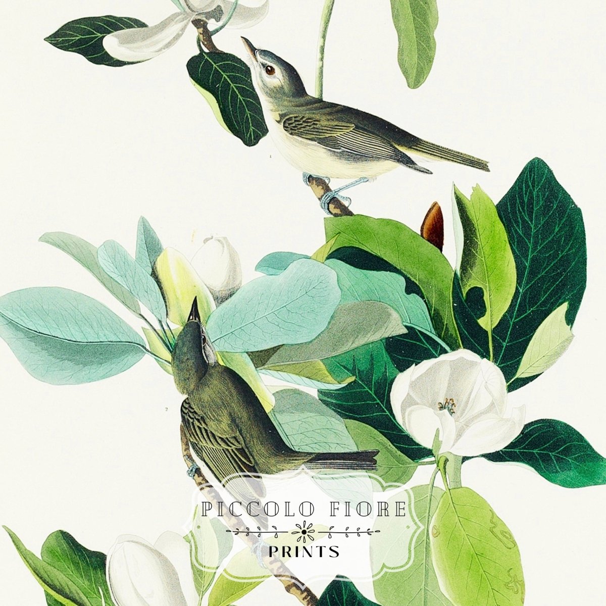 Warbling Flycatchers Illustration | P194 - Single Art Prints - Piccolo Fiore Prints