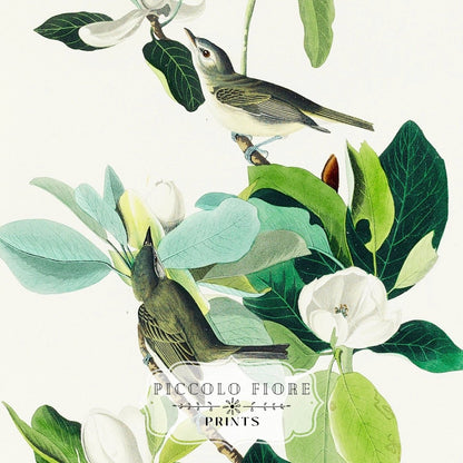 Warbling Flycatchers Illustration | P194 - Single Art Prints - Piccolo Fiore Prints