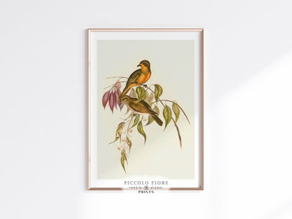 Whistler Bird Illustration | P327 - Single Art Prints - Piccolo Fiore Prints