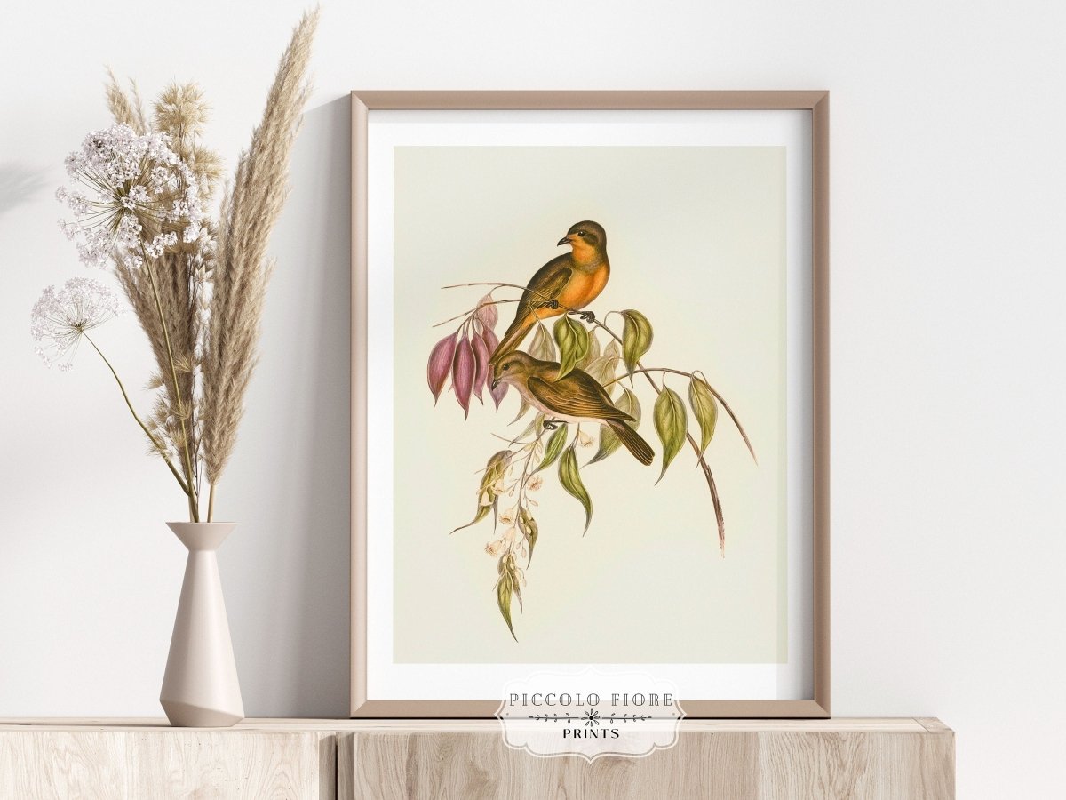 Whistler Bird Illustration | P327 - Single Art Prints - Piccolo Fiore Prints