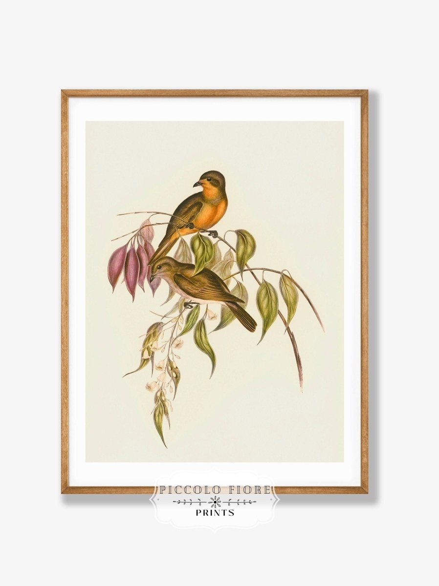 Whistler Bird Illustration | P327 - Single Art Prints - Piccolo Fiore Prints