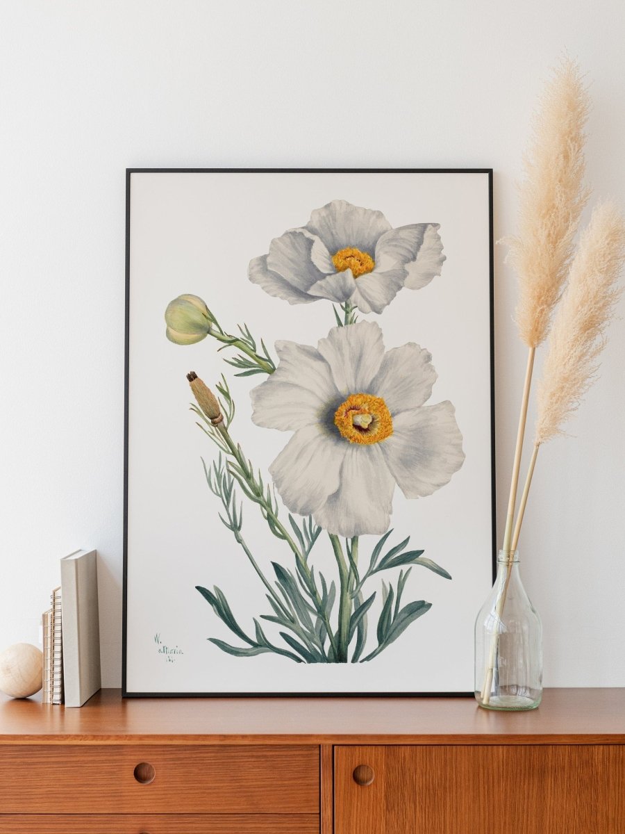 White Poppy Illustration | P79 - Single Art Prints - Piccolo Fiore Prints