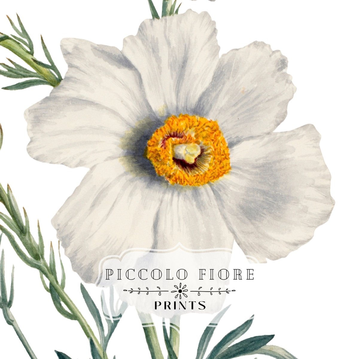 White Poppy Illustration | P79 - Single Art Prints - Piccolo Fiore Prints