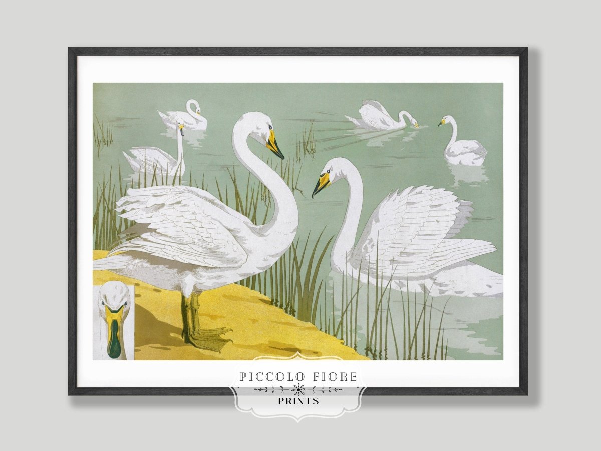 White Swans | P351 - Single Art Prints - Piccolo Fiore Prints