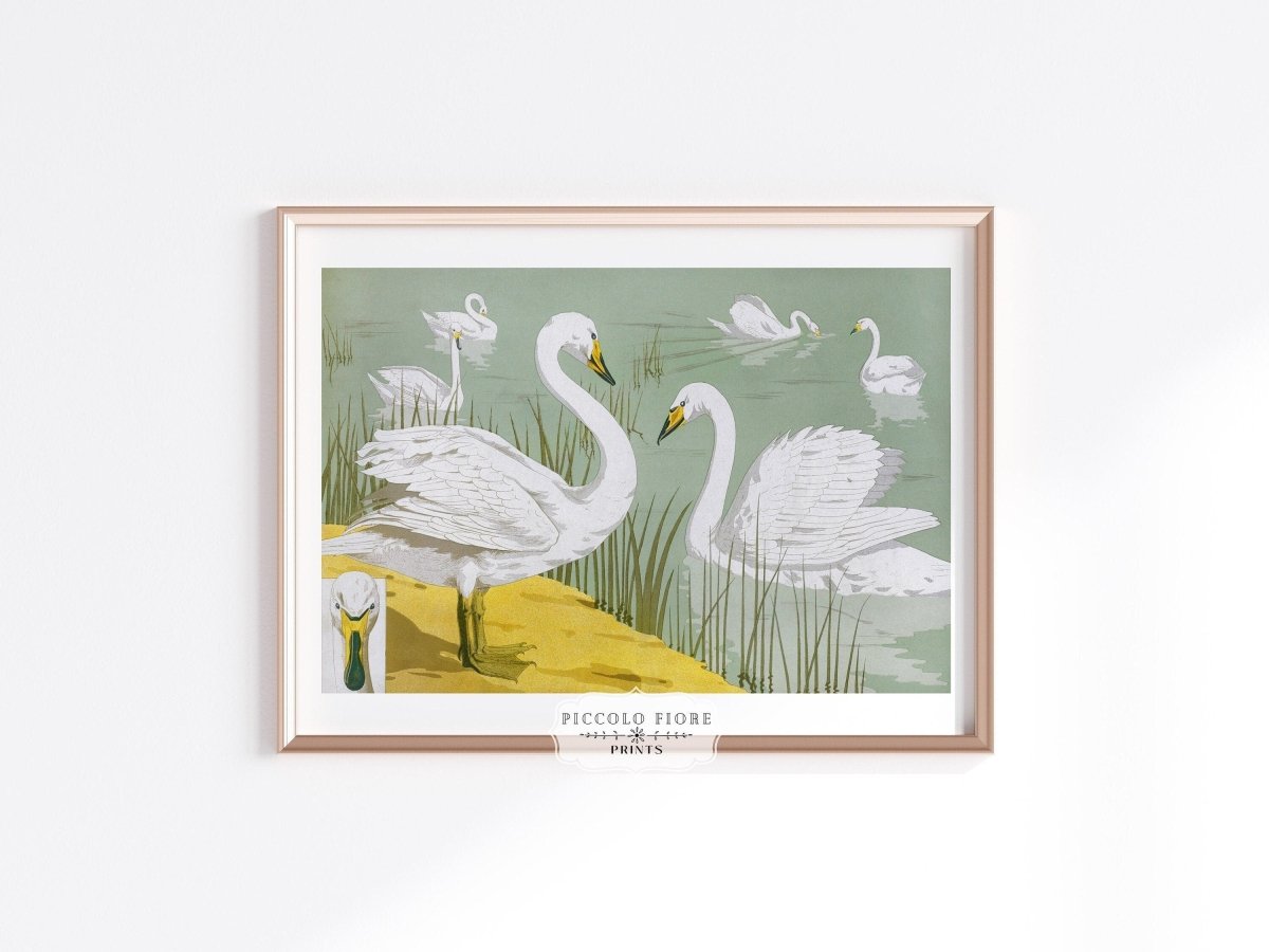 White Swans | P351 - Single Art Prints - Piccolo Fiore Prints