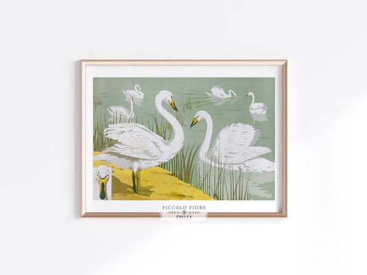 White Swans | P351 - Single Art Prints - Piccolo Fiore Prints