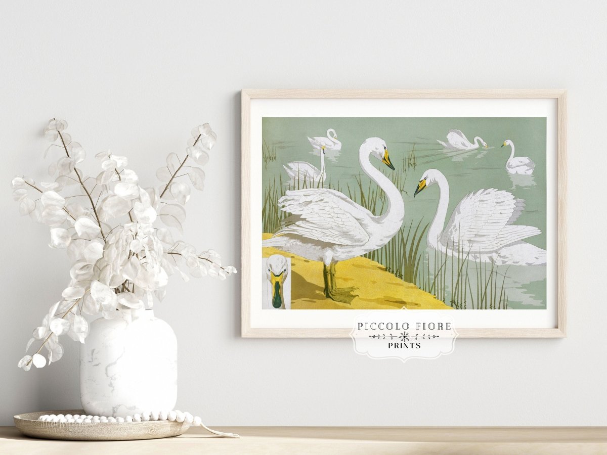 White Swans | P351 - Single Art Prints - Piccolo Fiore Prints